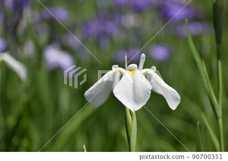 開花在初夏的白花虹膜 開花在初夏的白花虹膜 90700351