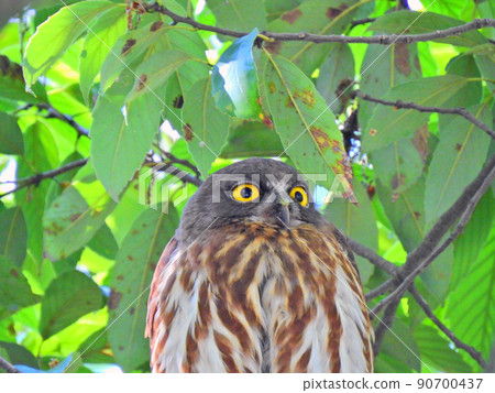 A migratory bird in a tree A yellow iris gannet 90700437