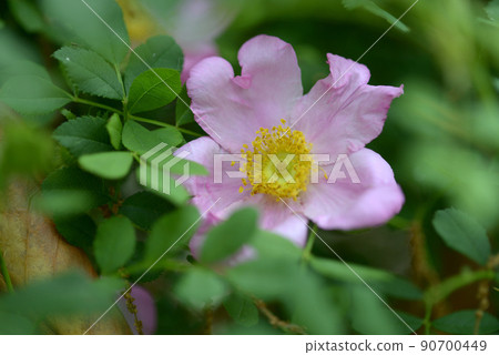 Japanese rose 90700449