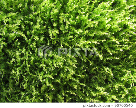 Moss 1 Moss 1 90700540