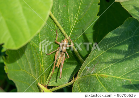 蚱蜢最後一齡幼蟲 90700629