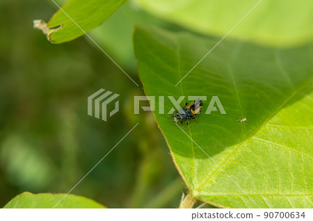 Ladybugs larvae that prey on aphids Ladybugs larvae that prey on aphids 90700634