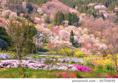 長野縣上野地郡小川村高風 小川村民俗歷史博物館 Furusato Land 從小川看二反田的櫻花 長野縣上野地郡小川村高風 小川村民俗歷史博物館 Furusato Land 從小川看二反田的櫻花 90700699