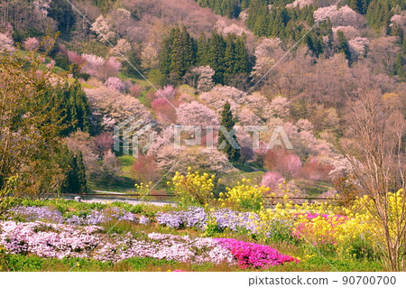 長野縣上野地郡小川村高風 小川村民俗歷史博物館 Furusato Land 從小川看二反田的櫻花 長野縣上野地郡小川村高風 小川村民俗歷史博物館 Furusato Land 從小川看二反田的櫻花 90700700
