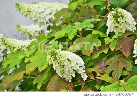White Oakleaf Hydrangea Flower (Summer, June) 90700764