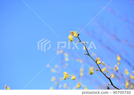Corylopsis spicum flower Corylopsis spicum flower 90700780