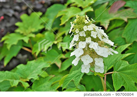 白橡葉繡球花（初夏，六月） 90700804