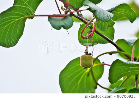 奇異果的小果實（夏季、六月） 90700923