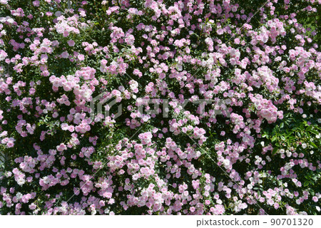 Dream Maiden Rose Flower 90701320