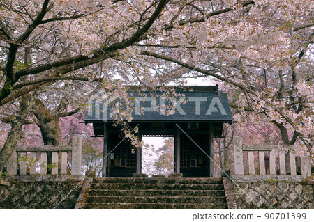 長野縣長野市新小町山水長勝寺二王門的吉野櫻花樹 長野縣長野市新小町山水長勝寺二王門的吉野櫻花樹 90701399