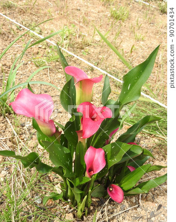 Color flowers 90701434