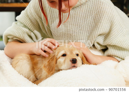 A child with a cute puppy. Girl with a golden hovawart puppy at home. cute little guard puppy A child with a cute puppy. Girl with a golden hovawart puppy at home. cute little guard puppy 90701556