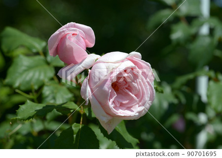 Naema rose flower Naema rose flower 90701695