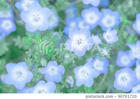 Cute nemophila like fairies Cute nemophila like fairies 90701720