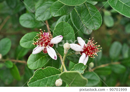 Feijoa花蕾和花朵（夏季，六月） 90701999