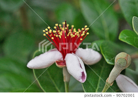 Feijoa buds and flowers (summer, June) Feijoa buds and flowers (summer, June) 90702001