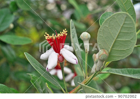 Feijoa buds and flowers (summer, June) Feijoa buds and flowers (summer, June) 90702002