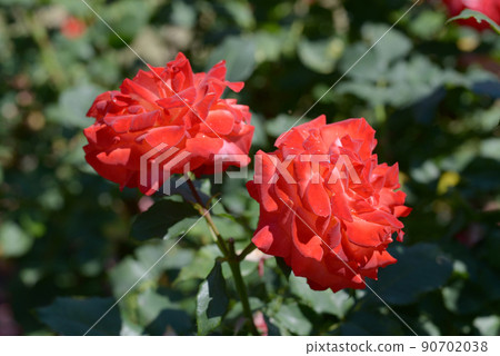French Amfo rose flower French Amfo rose flower 90702038