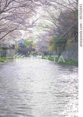 一排盛開的櫻花樹映照在八幡堀|滋賀縣近江八幡市 90702641