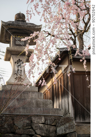 A row of cherry blossom trees in full bloom reflected in Hachimanbori | Omihachiman City, Shiga Prefecture 90702642