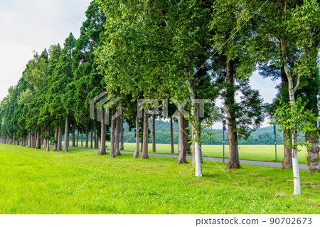 北海道北斗市特拉普修道院-日光雪松大道- 北海道北斗市特拉普修道院-日光雪松大道- 90702673