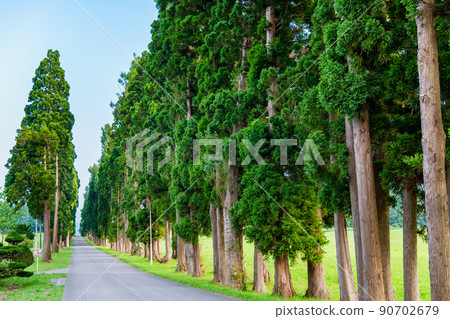 Hokuto City, Hokkaido Trappist Monastery-Cedar Avenue of Nikko- Hokuto City, Hokkaido Trappist Monastery-Cedar Avenue of Nikko- 90702679