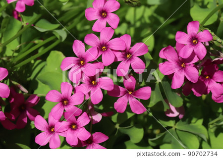 春天在日本田野裡盛開的粉紅酢漿草粉花 春天在日本田野裡盛開的粉紅酢漿草粉花 90702734