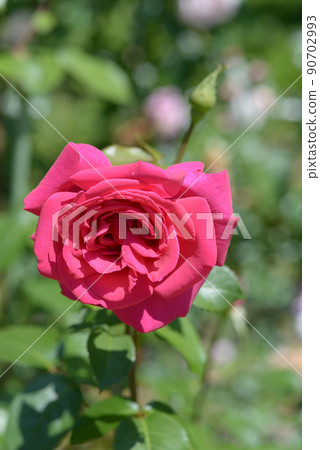 安托瓦內特王后，玫瑰花 90702993