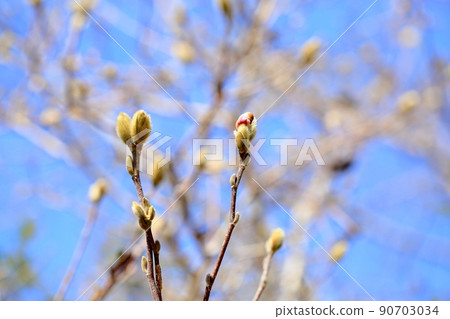 Sidekobushi的芽 90703034
