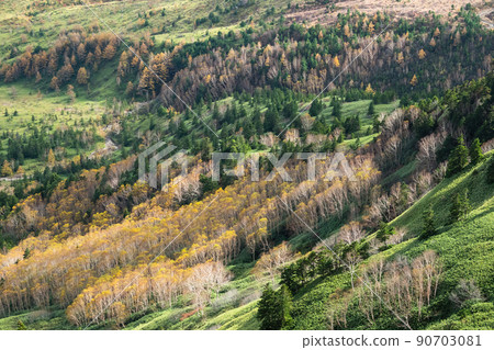 Shibutoge的秋葉 Shibutoge的秋葉 90703081