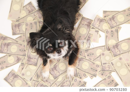 Scattered toy bills and black and tan long coat chihuahua Scattered toy bills and black and tan long coat chihuahua 90703280