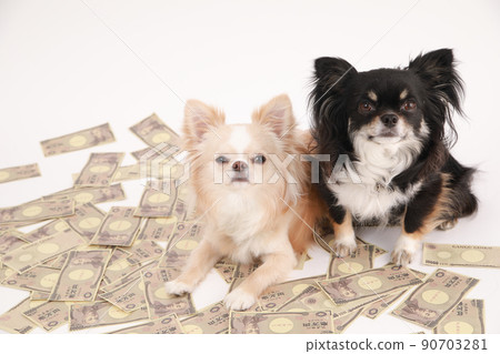 Scattered toy bills and two long coat chihuahuas Scattered toy bills and two long coat chihuahuas 90703281