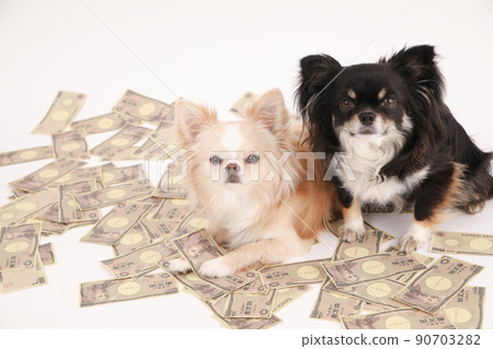 Scattered toy bills and two long coat chihuahuas Scattered toy bills and two long coat chihuahuas 90703282