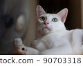 The cat is looking at the toy and preparing to catche. 90703318