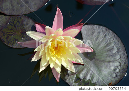 橙色美麗睡蓮花 90703334