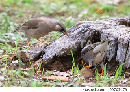 尋找食物的椋鳥的父母和孩子(較輕的是幼鳥) 尋找食物的椋鳥的父母和孩子(較輕的是幼鳥) 90703479