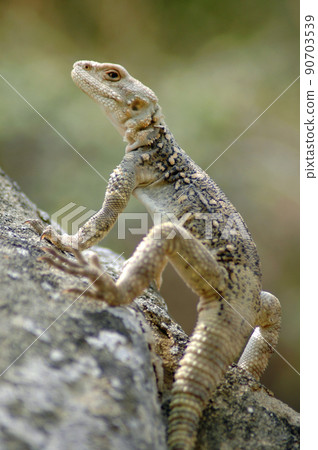 Lizard in the Caucasus mountains, Georgia 90703539