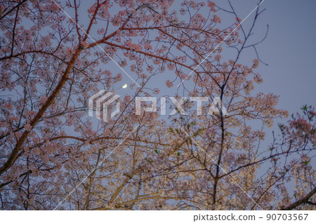 Moon seen through the cherry blossoms | Night cherry blossoms Moon seen through the cherry blossoms | Night cherry blossoms 90703567
