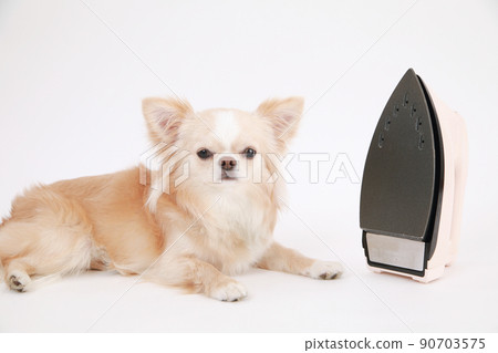 A cream-colored long coat Chihuahua that makes a fuss next to a steam iron A cream-colored long coat Chihuahua that makes a fuss next to a steam iron 90703575