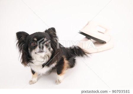 黑色和棕褐色長外套吉娃娃坐在蒸汽熨斗旁邊 90703581