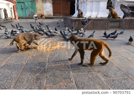 Macaque monkeys and doves eating corn Macaque monkeys and doves eating corn 90703791