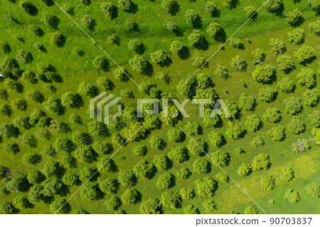 Aerial view of apple orchard. Vibrant green meadow and trees in rows Aerial view of apple orchard. Vibrant green meadow and trees in rows 90703837