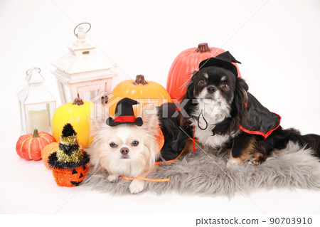 兩隻穿著黑色、棕褐色和奶油色的長外套吉娃娃,穿著萬聖節服裝 兩隻穿著黑色、棕褐色和奶油色的長外套吉娃娃,穿著萬聖節服裝 90703910