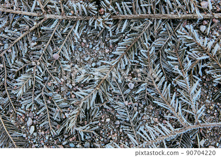 Texture of dead plants, fir branches on side of rural road. Texture of dead plants, fir branches on side of rural road. 90704220