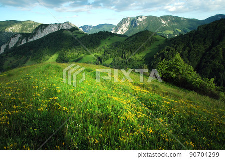 Green meadow, grassland in spring 90704299