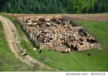 Flock of sheep in the spring 90704316