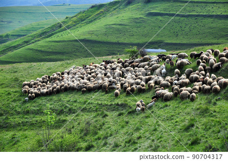 Herd of sheep in the spring 90704317