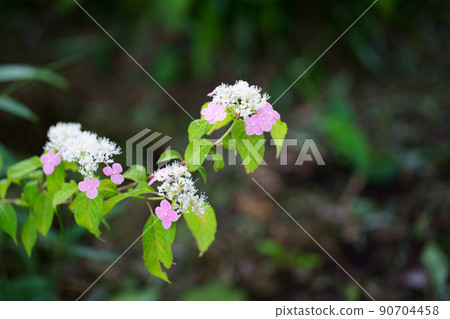 繡球花 90704458