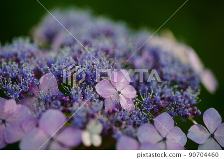Hydrangea flower 90704460