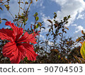Okinawa Hibiscus 90704503